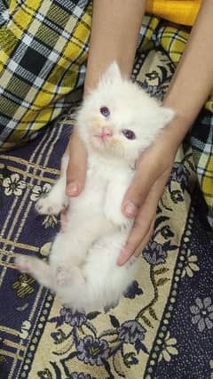 Persian Kittens 2&3Coated White & Brown Ocean Blue Eyes  One Month Old