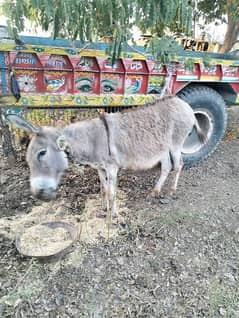 khoti کھوتی donkeys