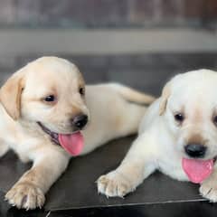 labrador imported bloodline puppy 03014615555