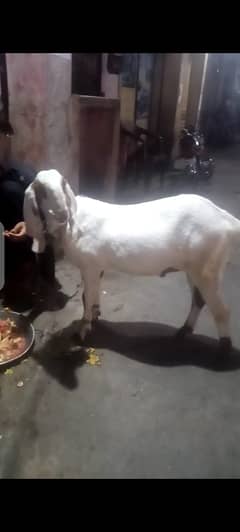 Qurbani ke bakry /Goats for sale