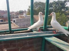 Pure white fancy pair of pigeons for sale