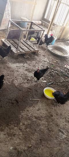 Australorp chickens for sale