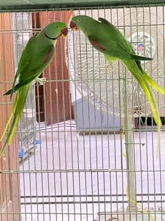 Green Raw Parrot Red Shoulder Breeder Pair