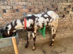 bakra/goat for sale