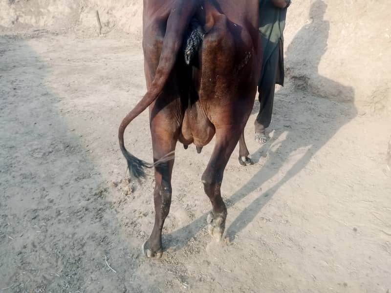 Taza sui Cow jersey/fresion first timer milk 11kg 2