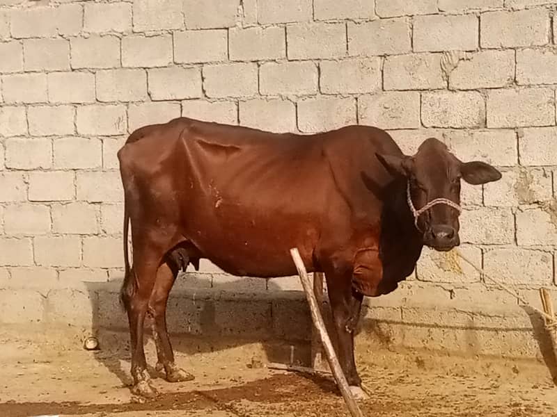 Taza sui Cow jersey/fresion first timer milk 11kg 6