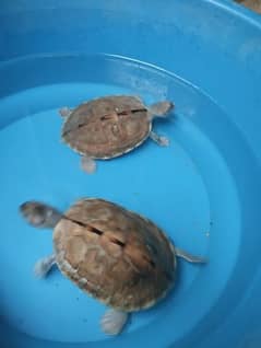 Baby Turtles pair