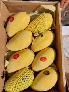 Mango Sindhri available in quantity