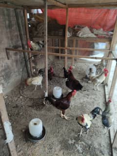 Desi murgha for sale 10 piece single also available healthy home breed