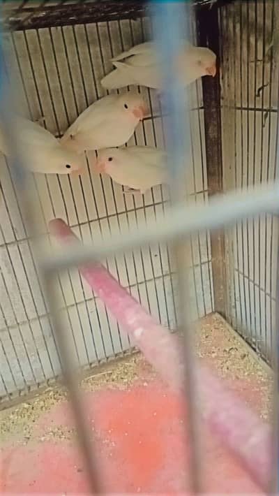 albino red and albino black eye split to red-eyes - Other Birds ...