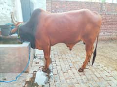 Pure Desi Two Bull /Wacha For sale