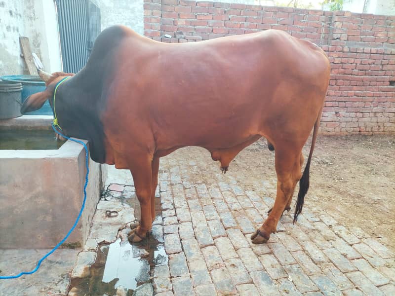 Pure Desi Two Bull /Wacha For sale 1