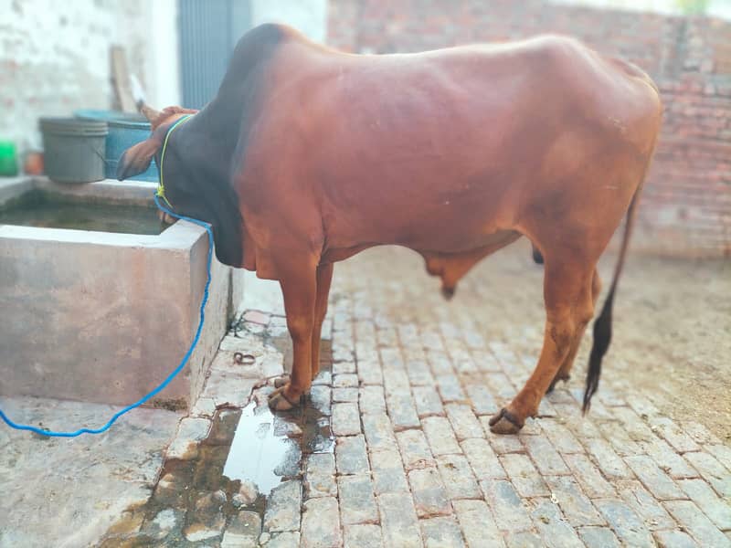 Pure Desi Two Bull /Wacha For sale 2