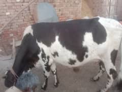 9 Month Pregnant Cow for SALE