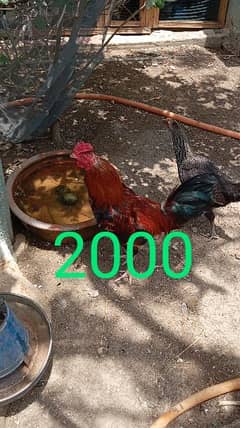 Cocks (murghay)