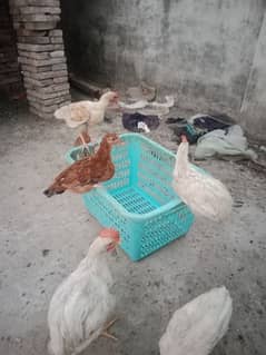 Healthy Hens