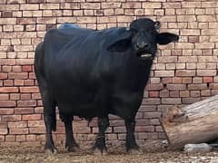 Buffalo, Cow for sale