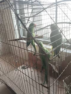parrots pair
