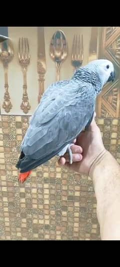 Cango African Gray Parrot Available.