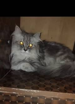 beautiful Persian cat