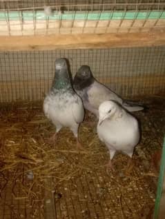 3 Pigeons for sale