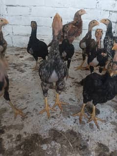 pure aseel lasani and mushka breed chicks