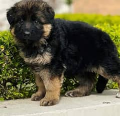 German Shepherd puppies are available for sale contact num 03105395891