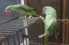 Young Raw Parrot pair for sale