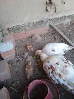 I am selling milky white teeter chicks, Irani Breeder, Boska madi