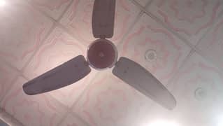celling fan