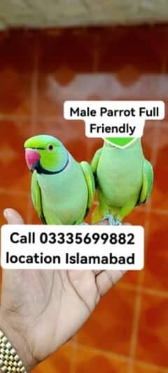 Male Parrot 9500 Hand Tamed Full Friendly Green Ring Neck Jumbo Size