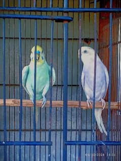 (Australian parrots) bujies