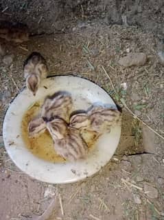 Irani teetar chicks