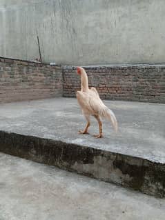 high quality white shamo chicks available.