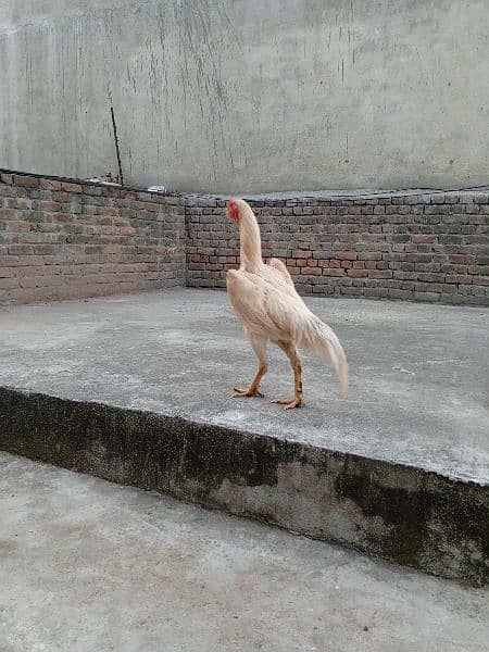 high quality white shamo chicks available. 0