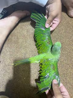 Raw parrot . . 2 Months old for sale