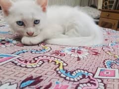Persian kitten Blue eye
