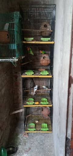 lovebirds with cage