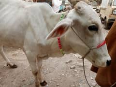 Moon cow , Sindhi Sibbi and Lal thar 03202051479