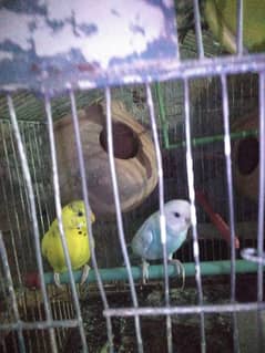 Australian parrots 3 for sale +cage +feed