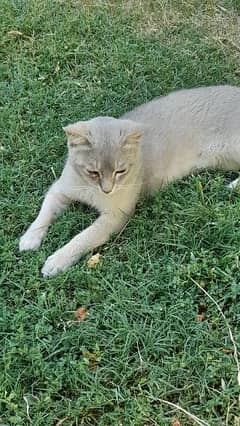 Burmese cat / kitten / triple coated / Cat for sale