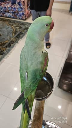 RAW PARROT with Stand/ ALEXANDRINE PARROT/ JAMBO SIZE