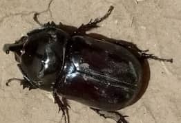 Aloeus ox beetle