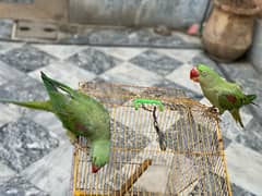 raw parrot pair