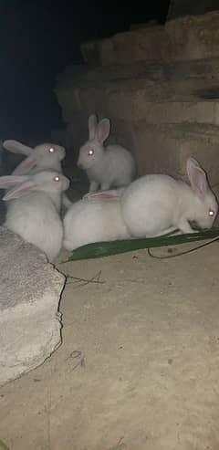 rabbit baby's