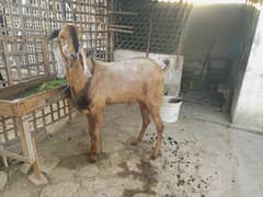 Male Goat/Bakra for Sale
