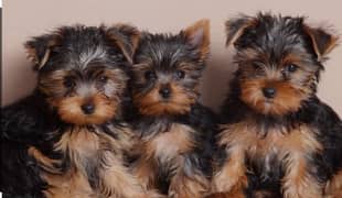Yorkshire terrier puppy available