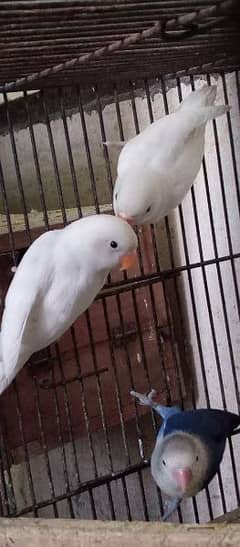love birds albino split eno for sale