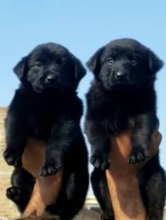 black Shepherd double kot male female pair 2 month for sale
