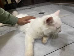 Persian Cat Home Breed Litter Train - Very Friendly